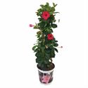 Afbeelding van Kp19 Sundaville Piramide Pink